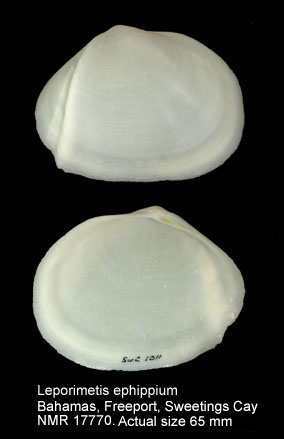 Leporimetis ephippium (3).jpg - Leporimetis ephippium (Spengler,1798)